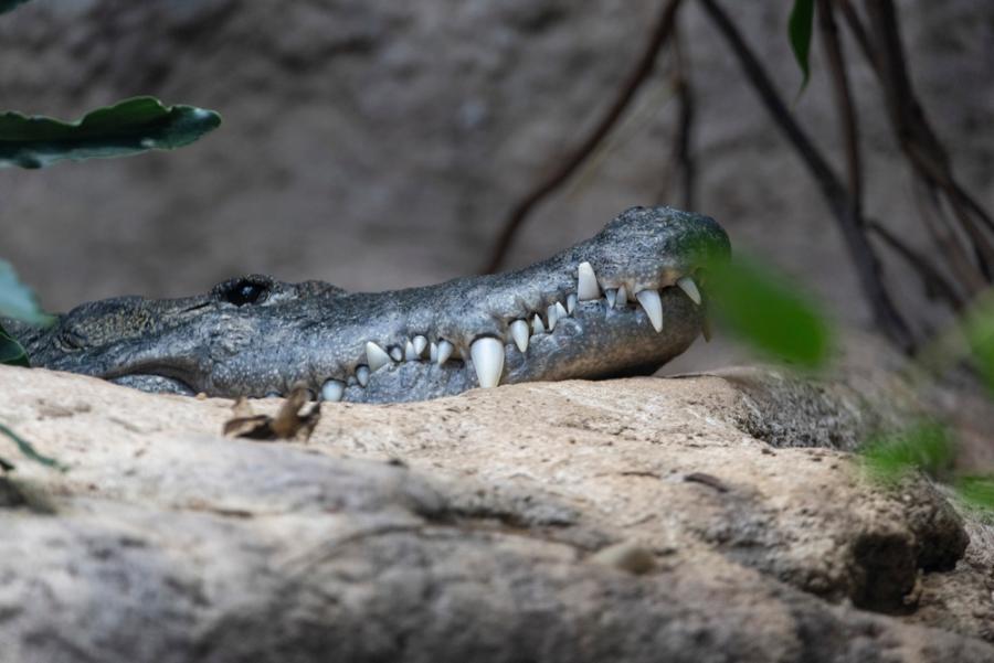 Древни крокодили са дебнели плячката си от клони като леопарди