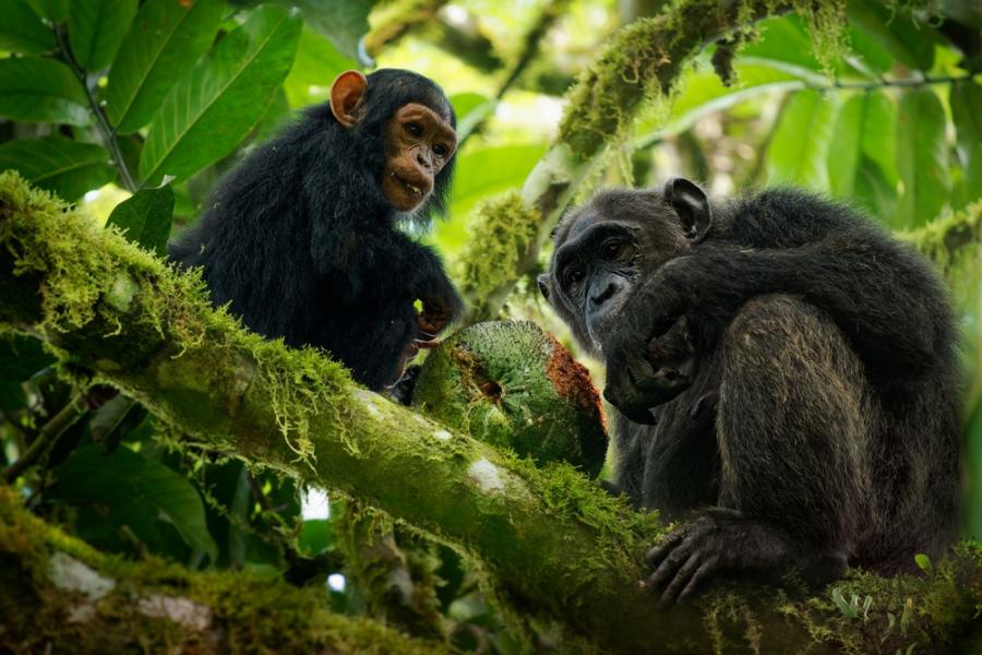 Шимпанзетата бонобо имат най-дълга памет – до 25 години, установи проучване
