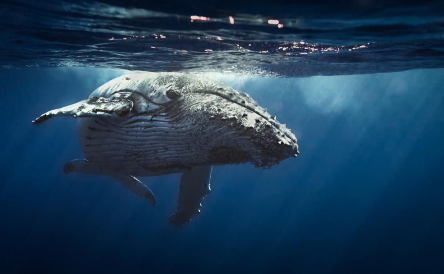 Учени твърдят, че са открили как китовете пеят и огласят океана 