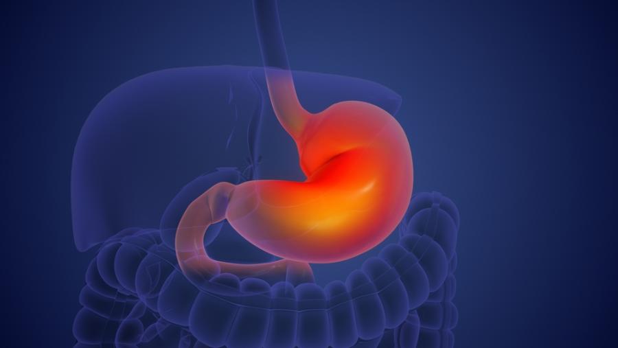 Учени откриха ключови нервни компоненти, които влияят върху растежа на тумори в стомашно-чревния тракт