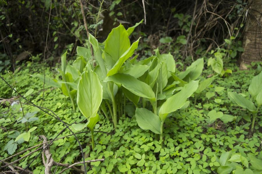 Какво представлява живовлякът и за какво е полезен