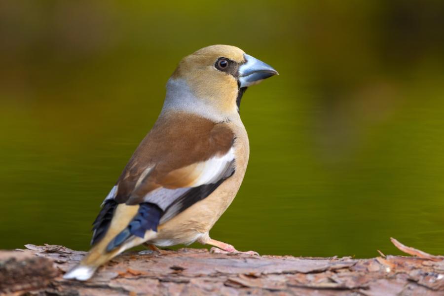 Крехкото птиче със здравата човка