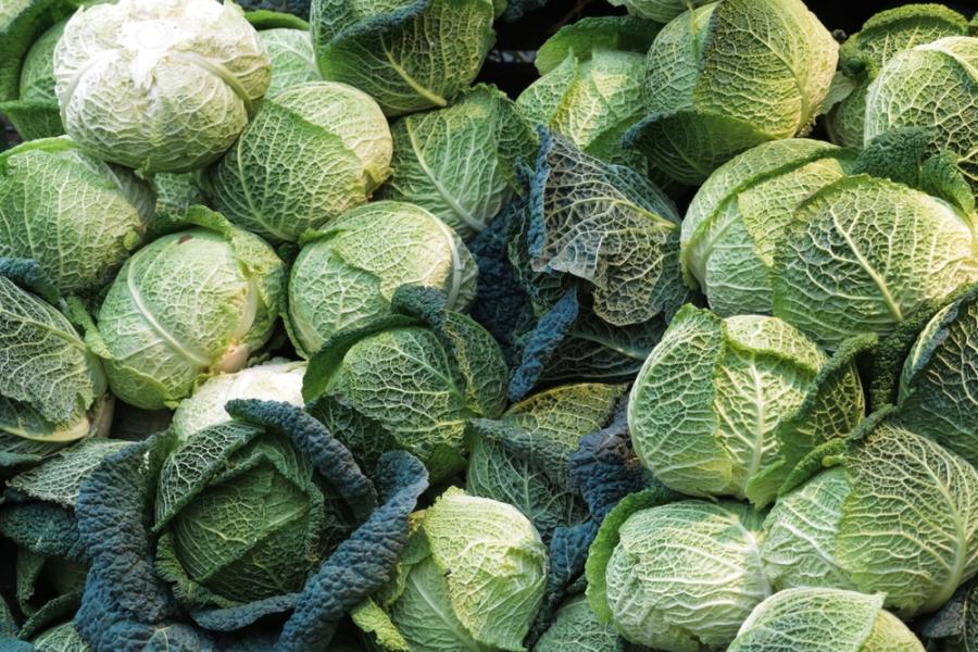 Откриха ген, свързан със заболяване при кръстоцветните растения 