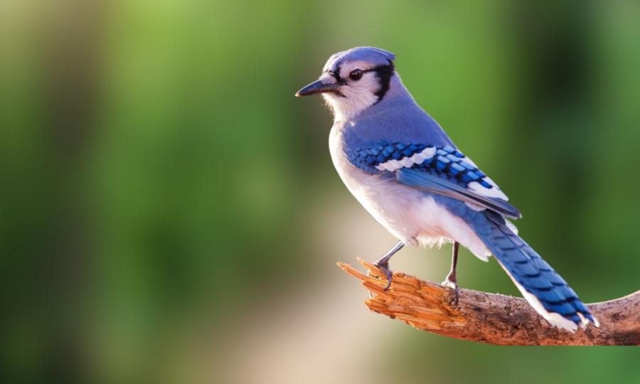 Смяната на пола при птиците е по-често срещана, отколкото се смяташе
