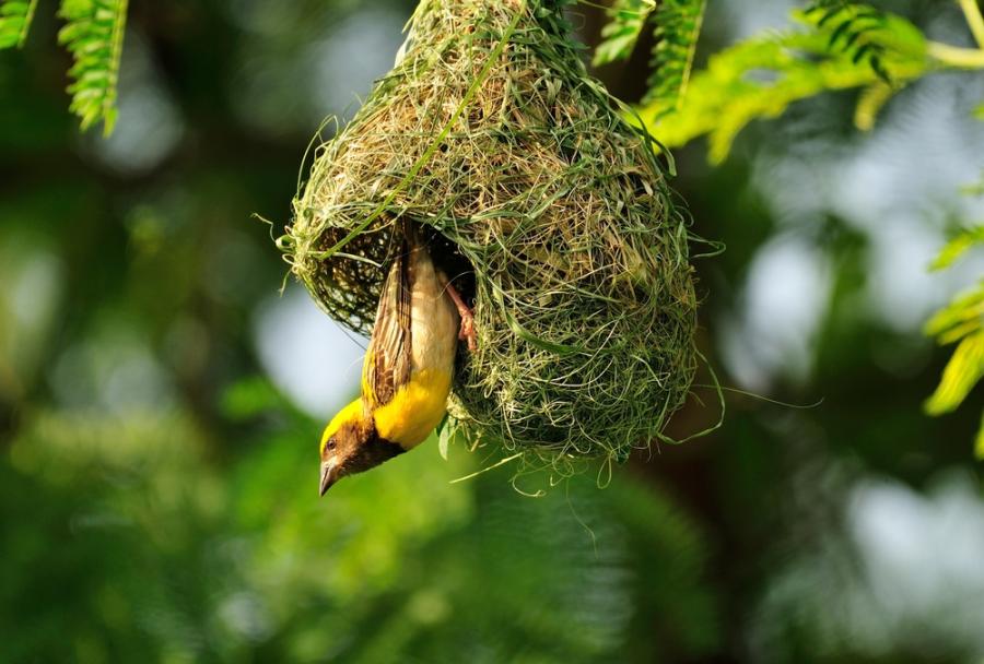 Птици по света използват звуци, наподобяващи 