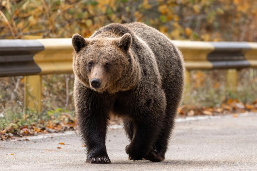 Как да реагираме при среща с мечка