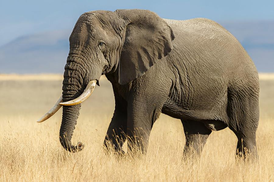 Кения отчита увеличение на популациите на слонове и носорози