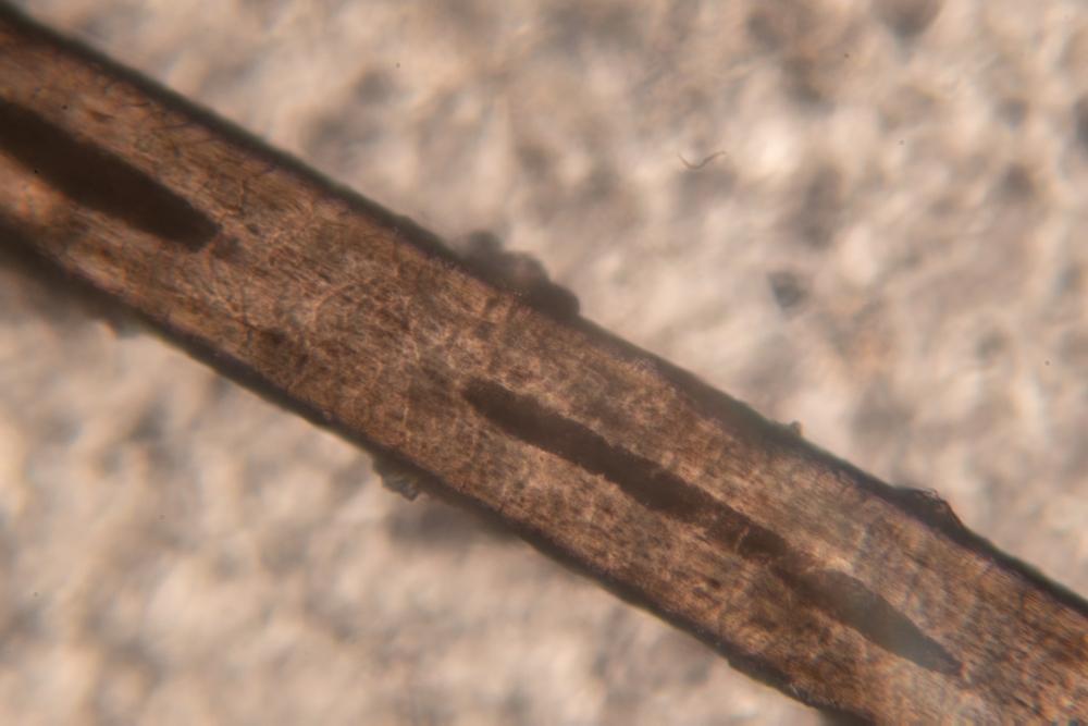 Проба от коса може да разкрие биологичния часовник на човек