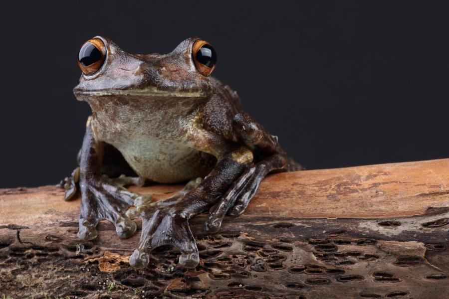 Да не би жабите да са от друга планета?