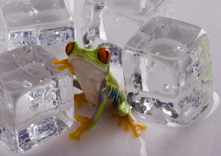 Жабите могат да замръзнат, без да умрат