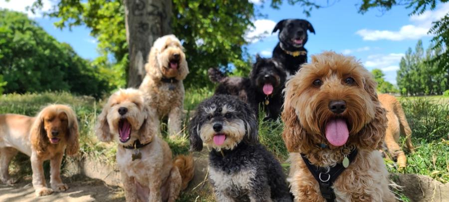 Разнообразието в размера и формата на кучетата е започнало преди 11 000 години