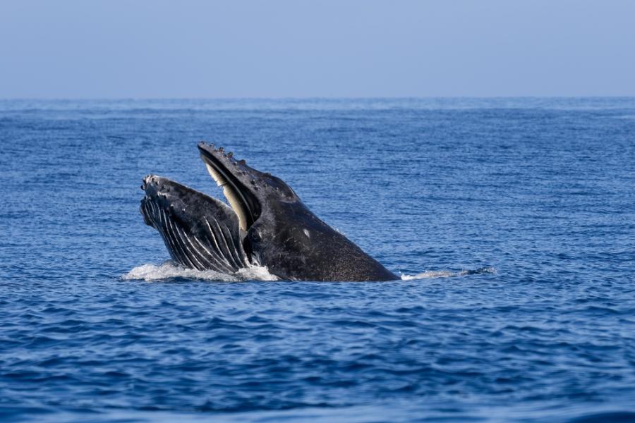 Гърбатите китове мигрират по-рано заради намаляването на арктическия морски лед