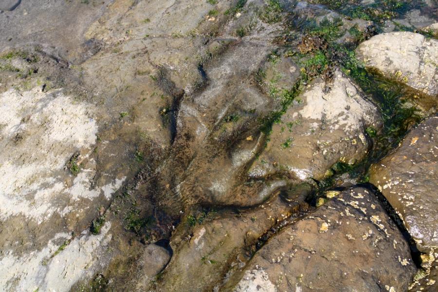 Хиляди отпечатъци от динозаври са открити върху алпийски скали, близо до мястото на Зимните олимпийски игри през 2026 г.