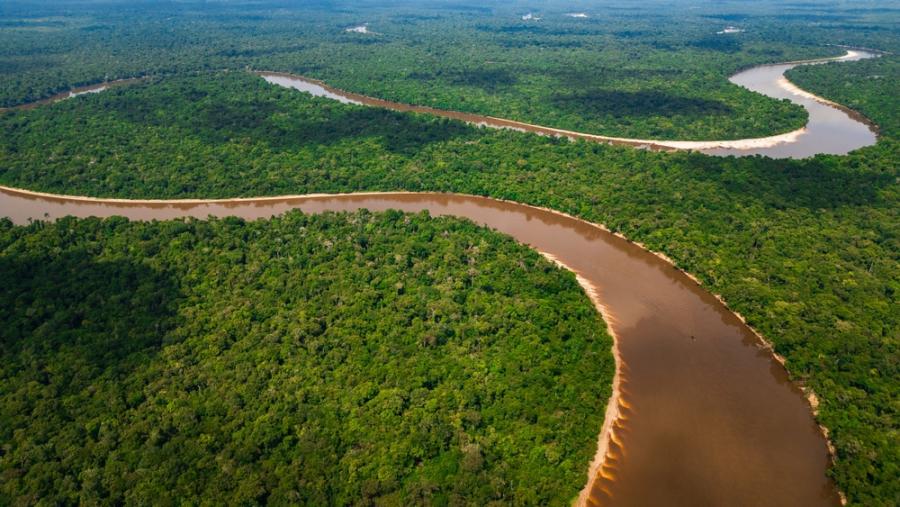 Учени в Бразилия лишават дървета от вода, за да тестват лимита на Амазония 