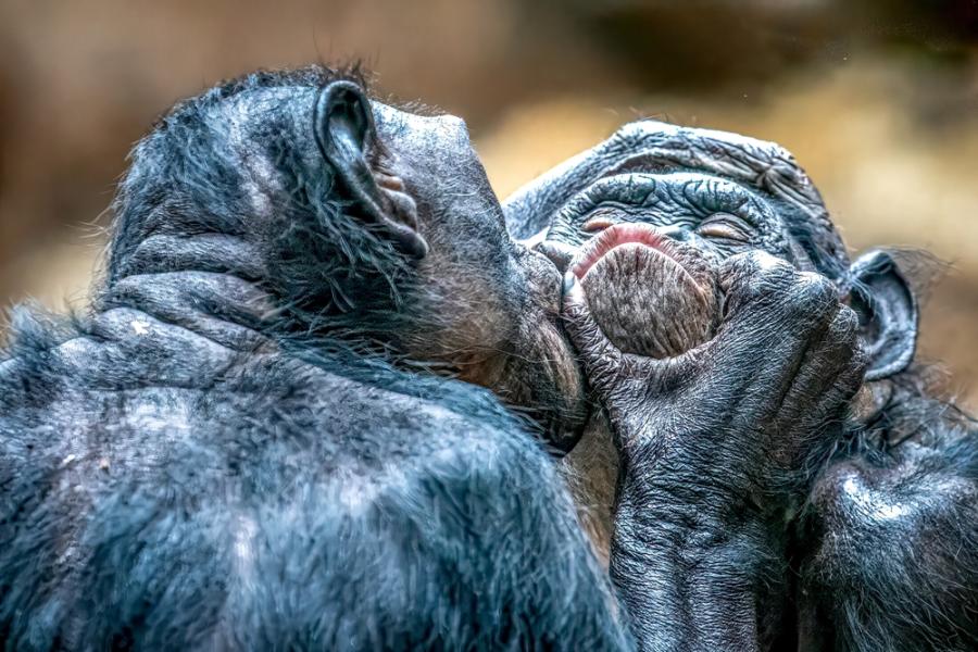 Първата целувка се е случила преди около 20 милиона години между примати