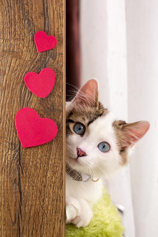 Как котката ви казва: „Обичам те!“