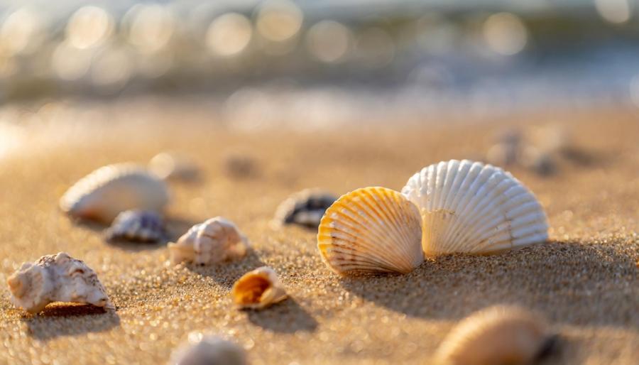 Oткриха във Франция работилница за накити от раковини отпреди 42 000 години 