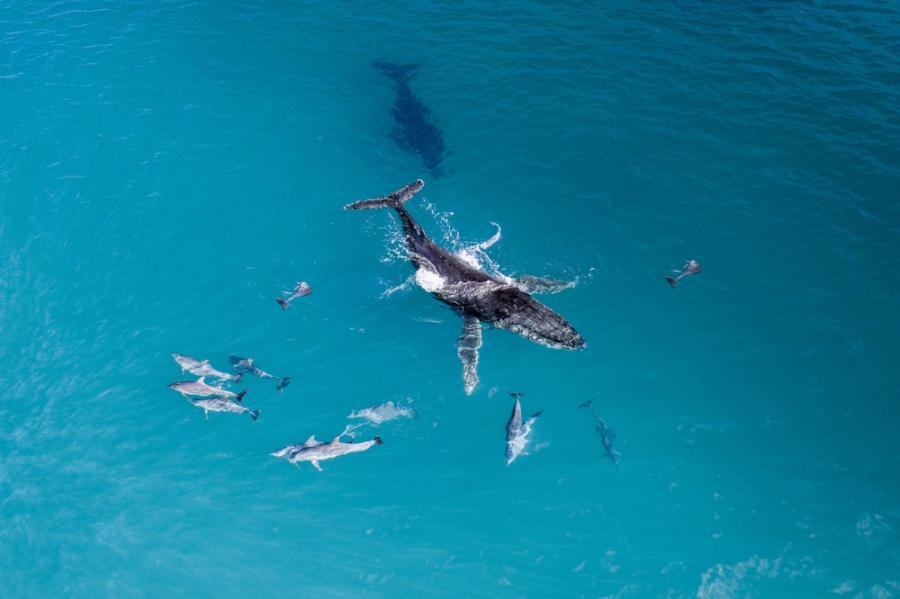 Китовете и делфините често си взаимодействат и играят