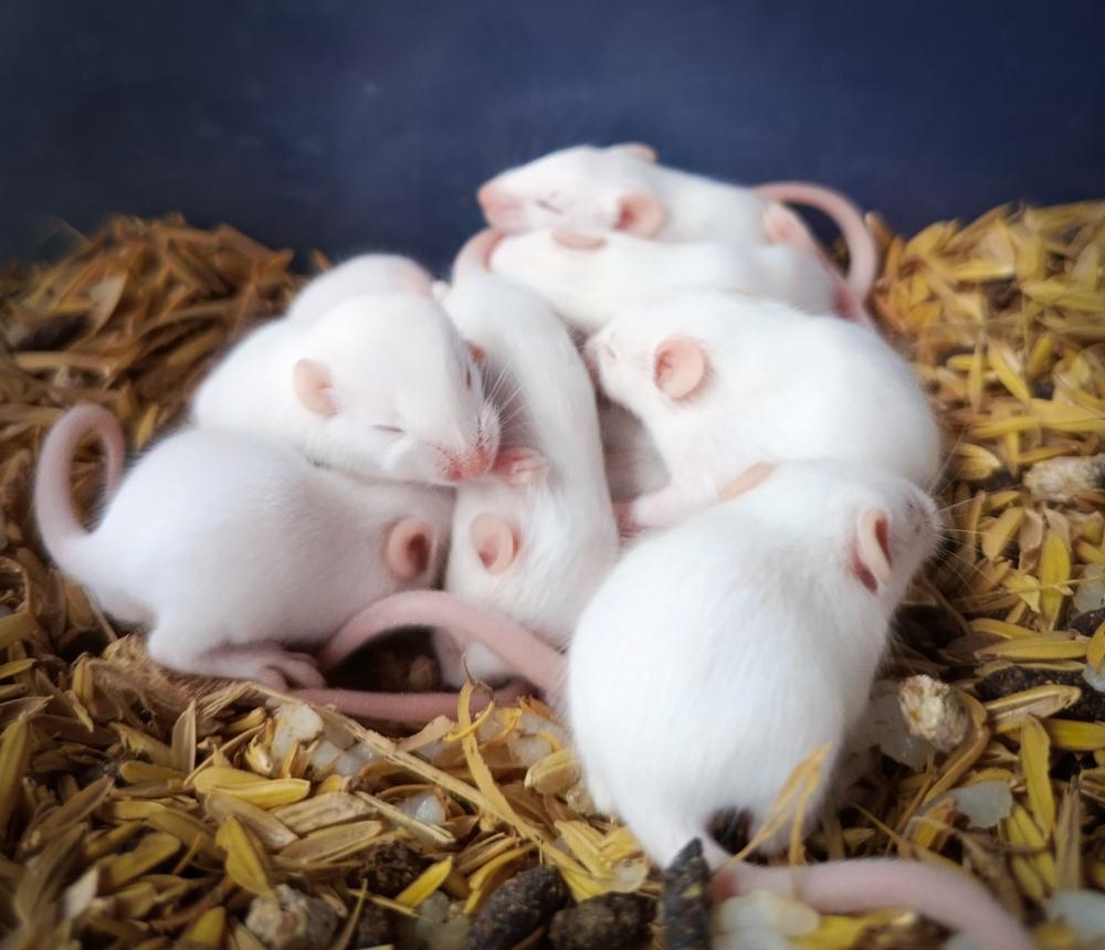 Проучване върху мишки показва, че многократното клониране причинява тежки генетични мутации