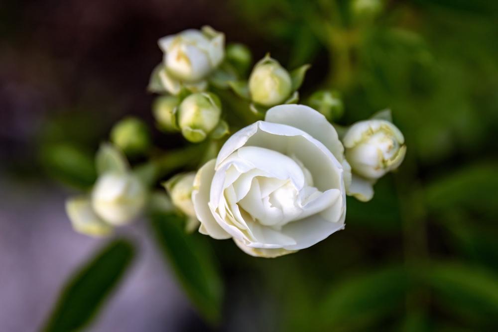 Подариха ви бяла роза? Ето какво значи това