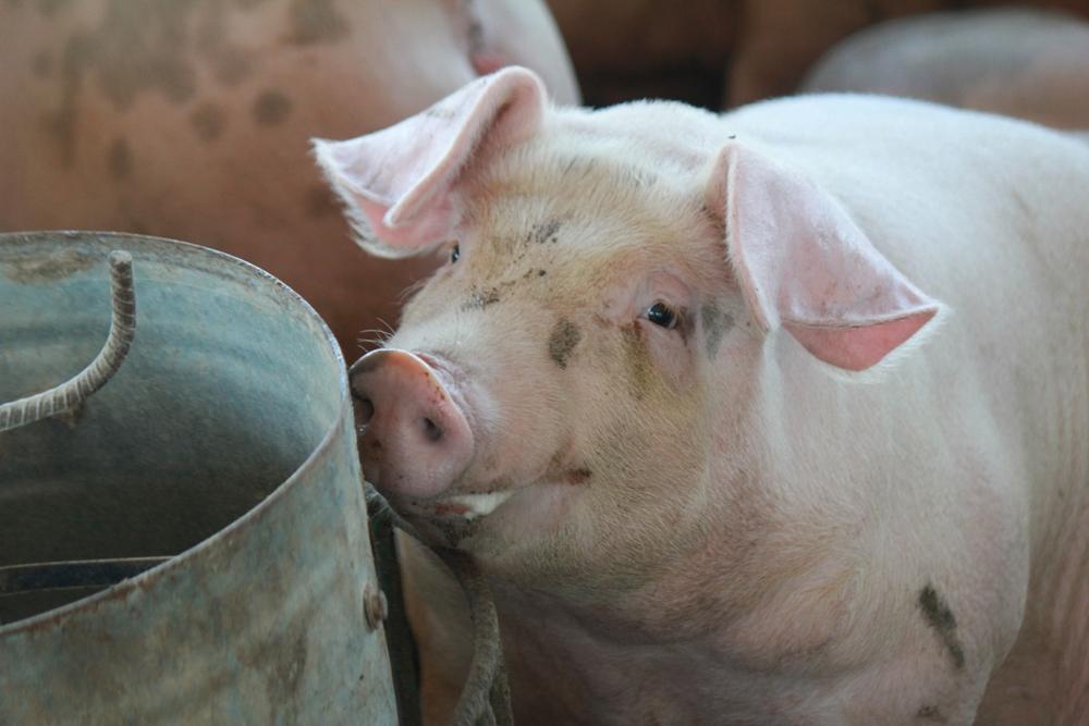 Виц: Каква е разликата между човека и свинята?