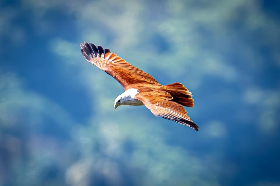 Защо птиците могат да летят, ние – не 