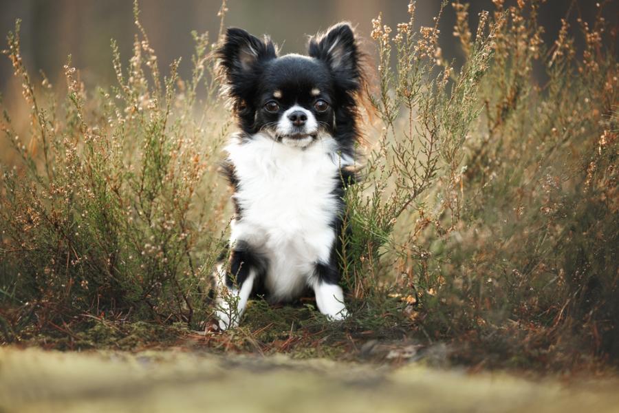Повечето кучета имат ДНК от вълци (дори миниатюрните чихуахуа)