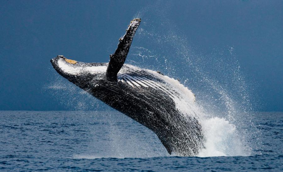 Защо китовете са героите на климата?