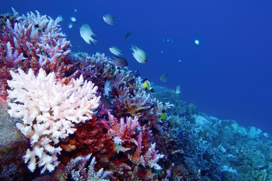 Топлоустойчиви „супер корали“ дават надежда за застрашените от избелване рифови системи