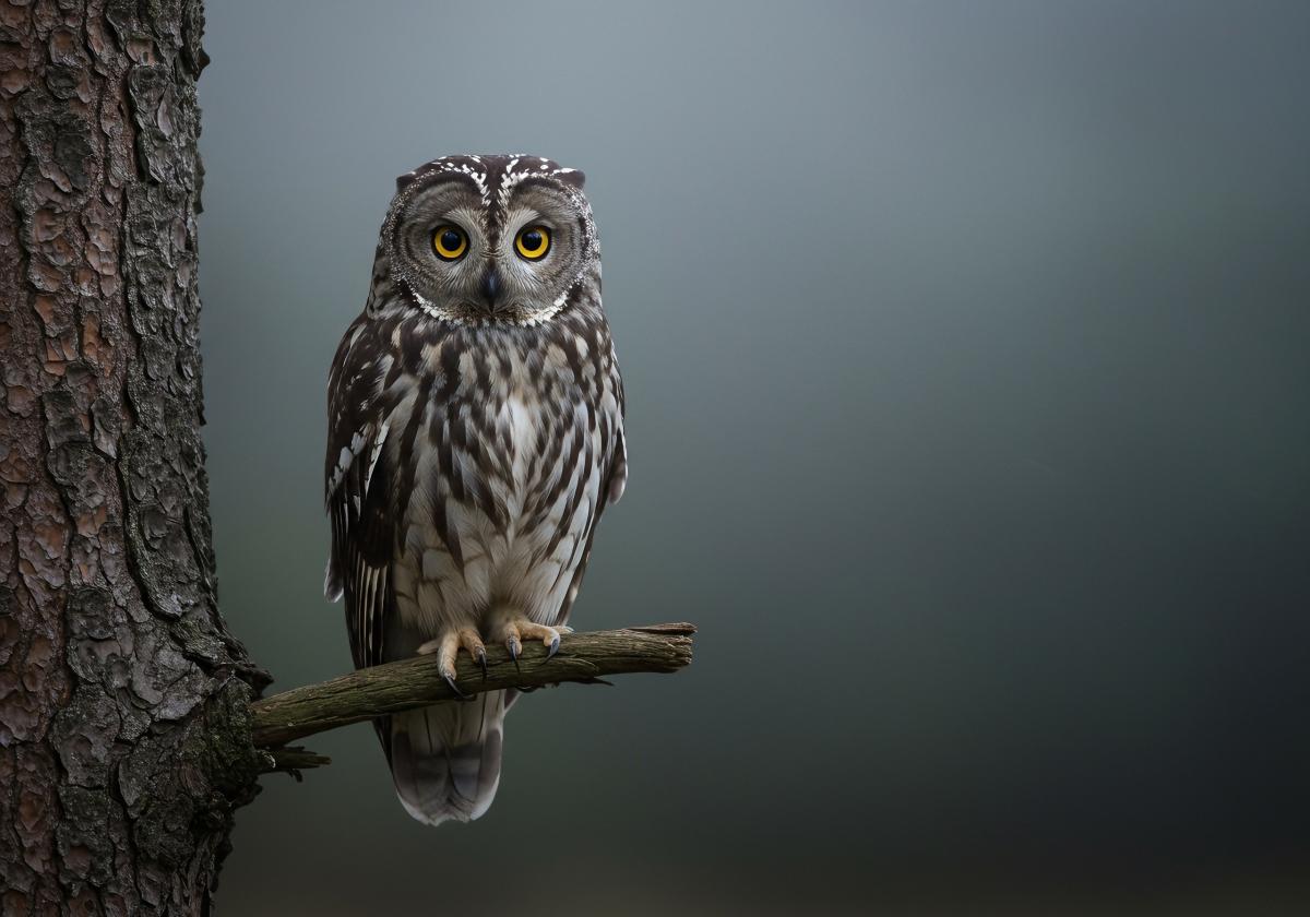 Какво (не) знаем за бухала