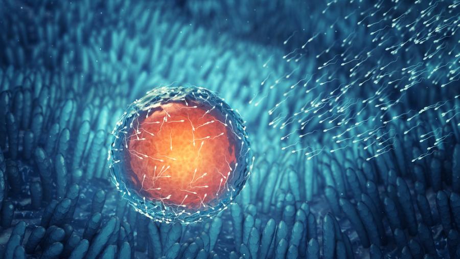 Създадоха синтетични човешки ембриони от стволови клетки 