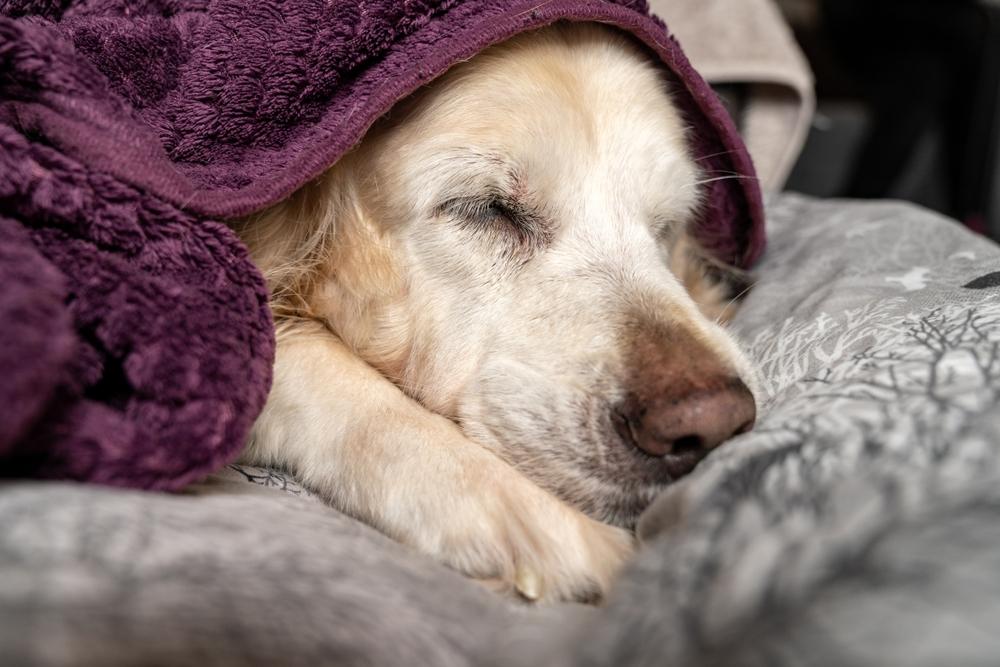 Микробите в червата на кучето ви може да предскажат прогнозата му при рак