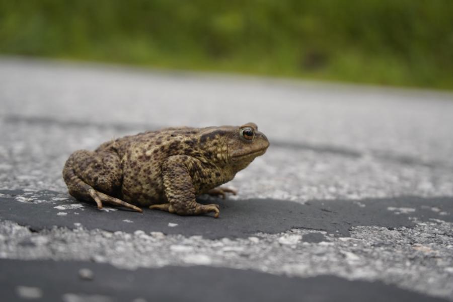 Как отровните жлези помогнаха на съвременните крастави жаби да завладеят света