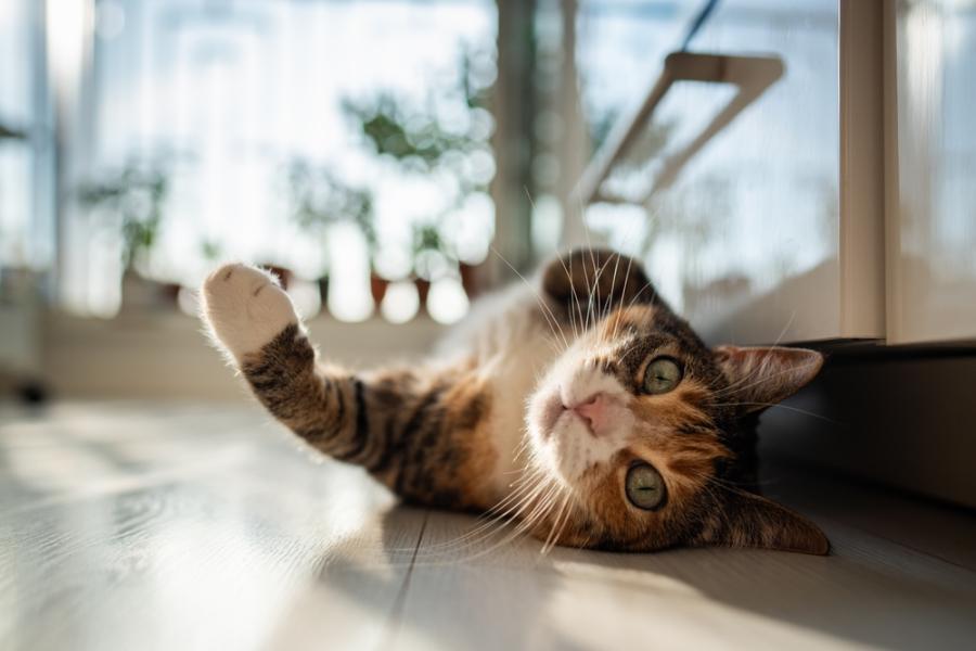 Ето няколко човека, които бяха категорични, че няма да си вземат котка