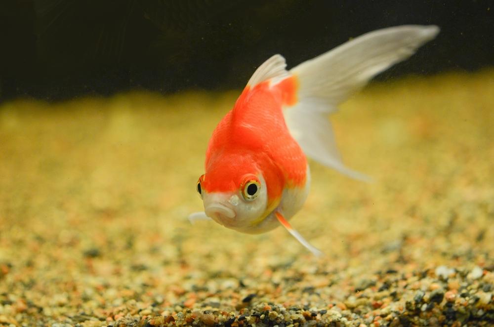 Виц: Златната рибка и големия тенис корт