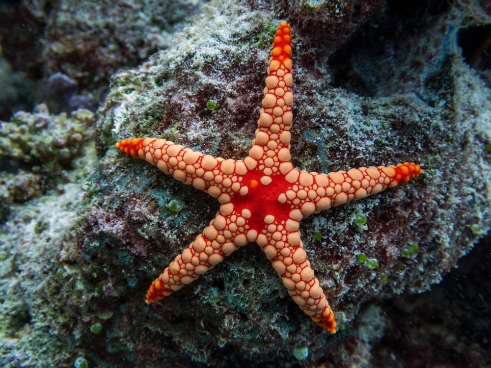 Учени обясняват как морските звезди контролират стотици крачета, без да имат мозък 