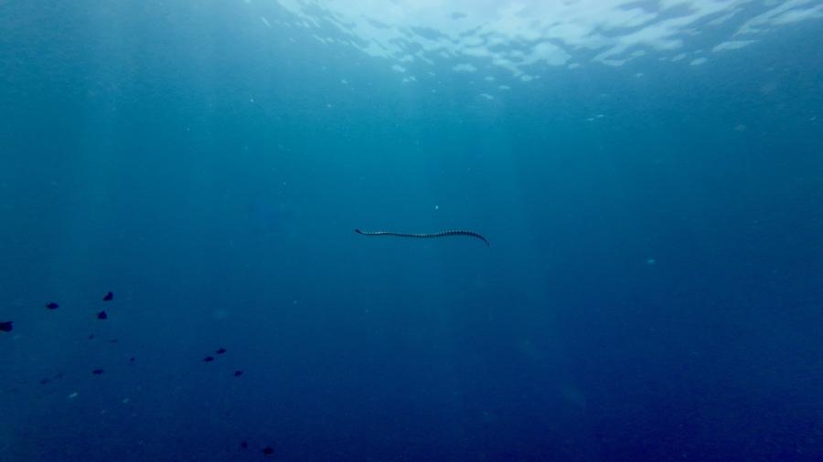Най-голямата морска змия в света е била дълга над 12 метра и вероятно е яла акули