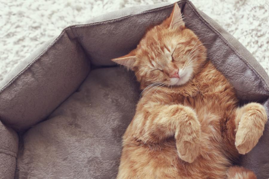 Защо котките спят толкова много?