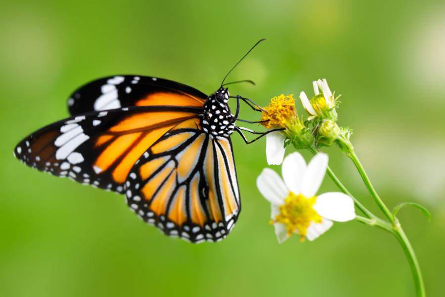 Белите петна по крилата на пеперудите монарх им помагат да мигрират на дълги разстояния 