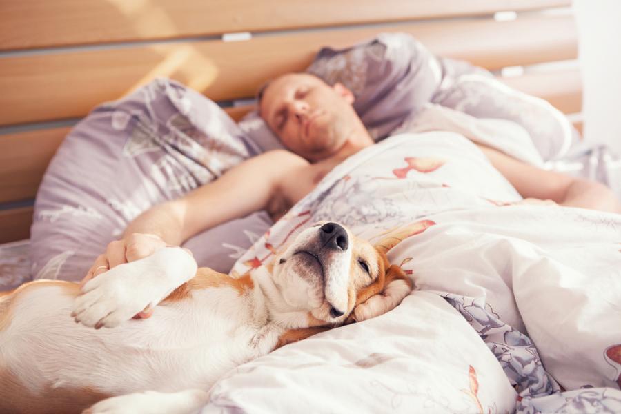 10 пози на спане спане на вашия домашен любимец, които издават отношенията помежду ви