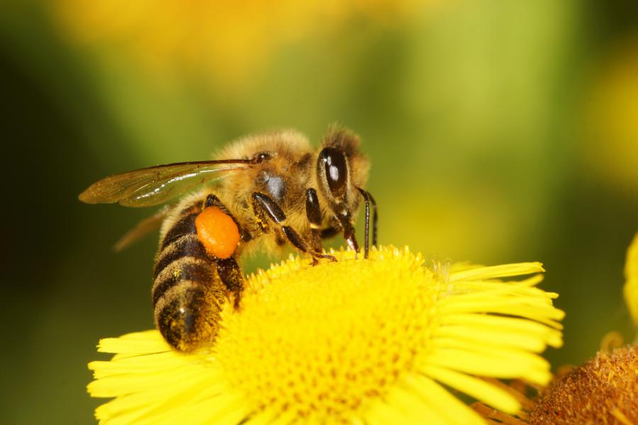 Пчелите могат да различават четни от нечетни числа