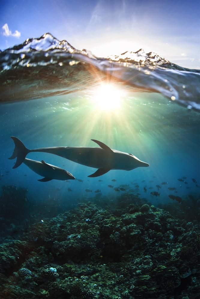 Майките делфини използват бебешки говор, когато викат малките си 