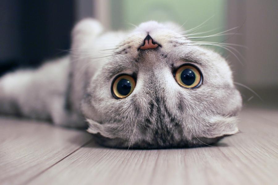 Език на тялото и поведение: 7 сигнала, които всеки истински коткар трябва да разпознава