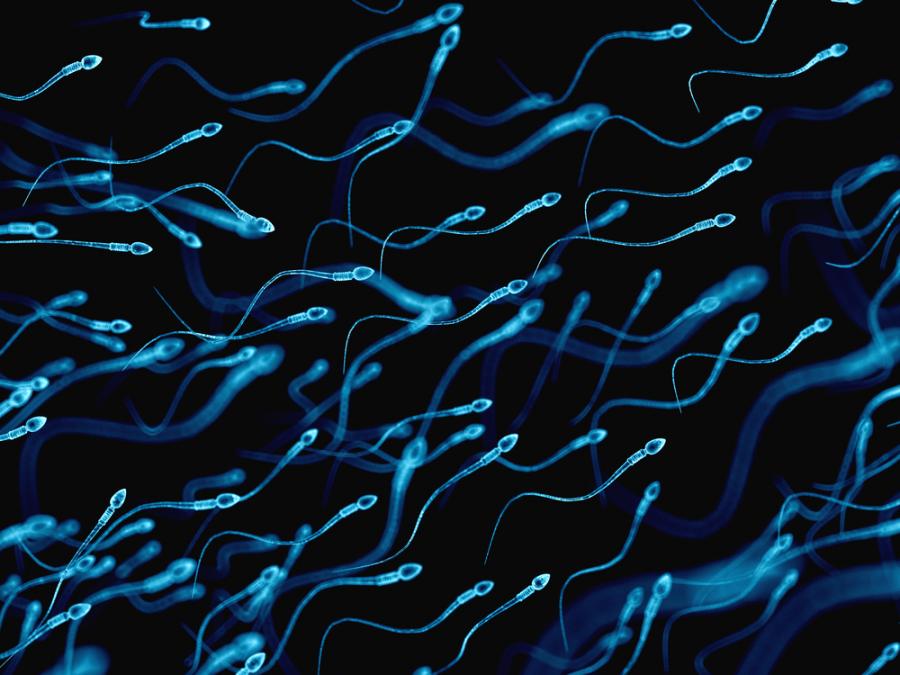 Антитела, „ловуващи“ сперматозоиди – едно потенциално ново противозачатъчно