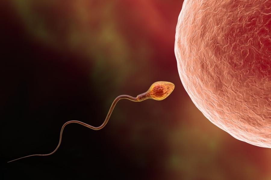 Сперматозоидите могат да бъдат жестоки, някои дори „тровят“ конкуренцията