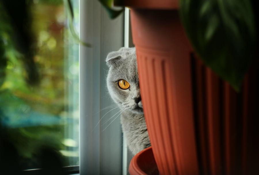 ЦРУ се е опитвало да използва котки киборзи, за да шпионира руснаците