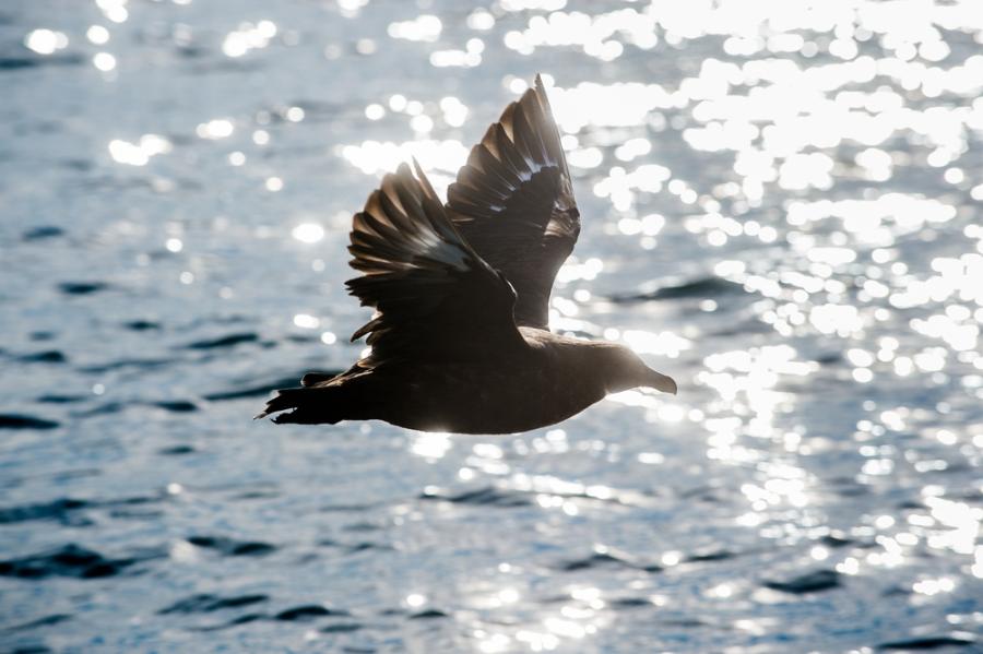 Британски учени откриха за първи път заразени с птичи грип бозайници близо до Антарктида 