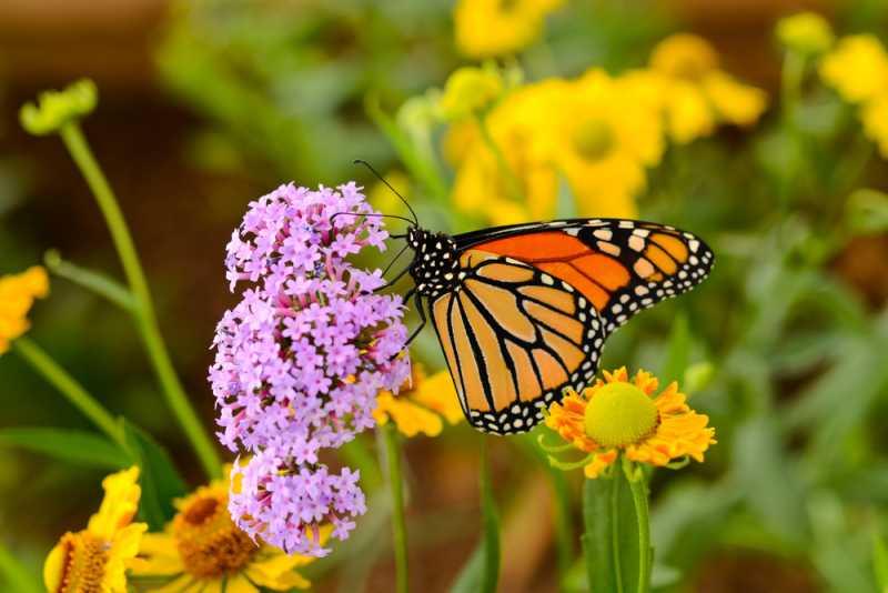 Колумбия - страната с най-голямото разнообразие от пеперуди в света