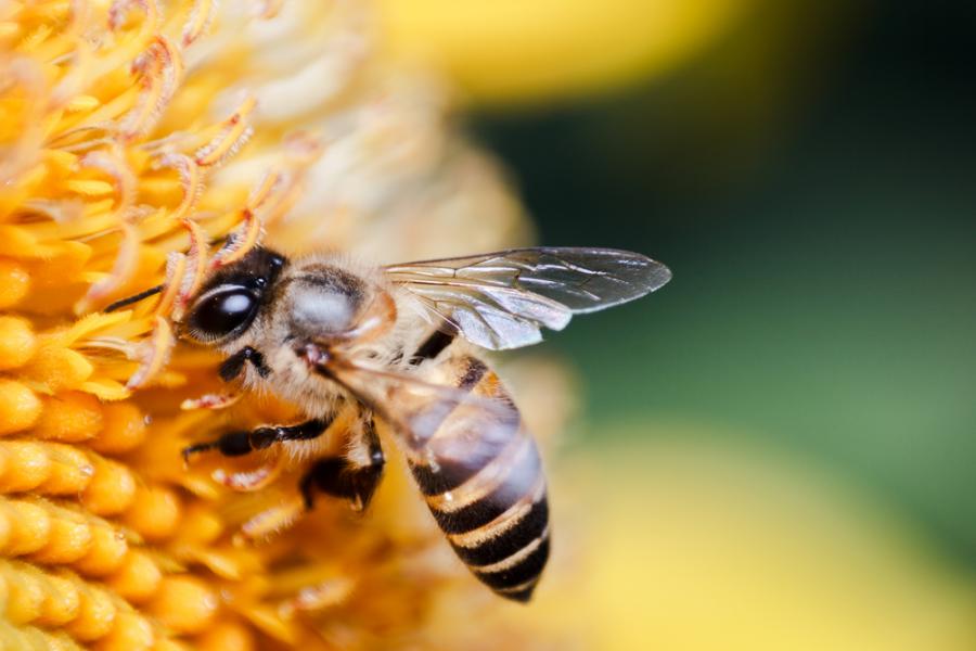 За климата, пчелите и хората