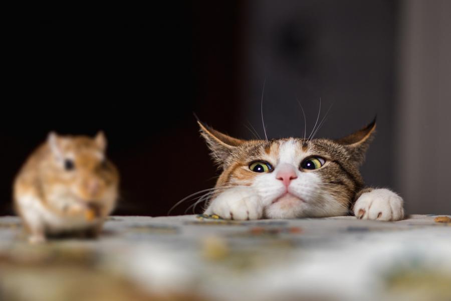 Ето какво кара мишките да се страхуват от котките и другите хищници